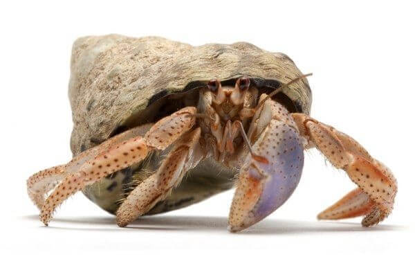 Coenobita clypeatus Coenobita clypeatus