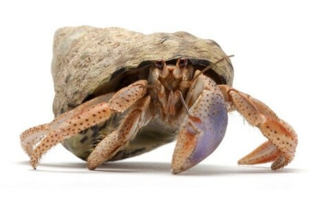 Coenobita clypeatus
