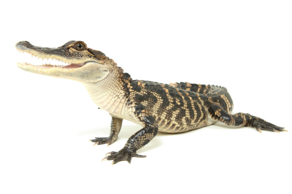 Visioconférence "Les crocodiliens : de l'histoire naturelle à la captivité"
