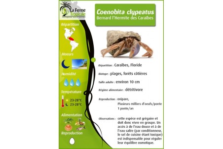 Coenobita clypeatus