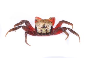 Geosesarma cf. rouxi