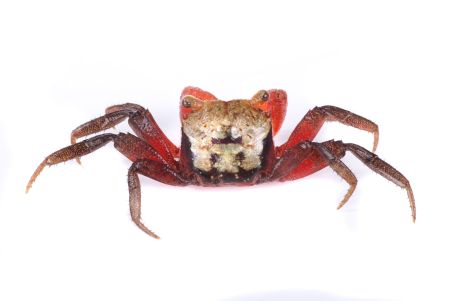 Geosesarma cf. rouxi