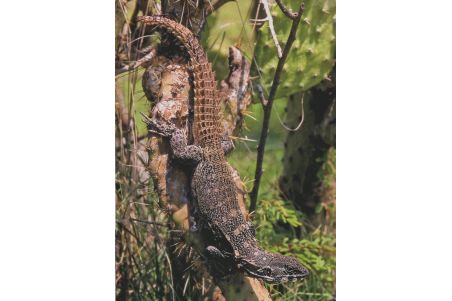 Lizards of Mexico - Part 1