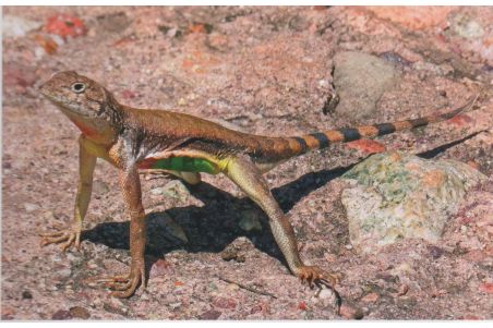 Lizards of Mexico - Part 1