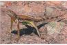 Lizards of Mexico - Part 1