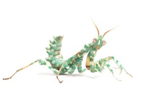 Blepharopsis mendica, sub adulte