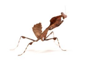 Deroplatys truncata
