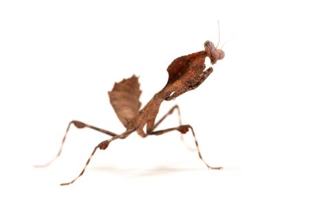 Deroplatys truncata