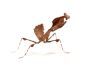Deroplatys truncata