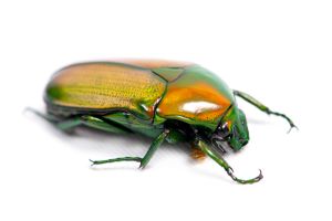 Chlorocala africana camerunica (larve)