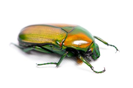 Chlorocala africana camerunica (larve)