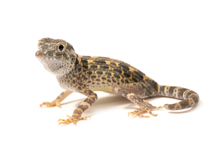 Pristurus carteri Pristurus carteri