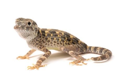Pristurus carteri Pristurus carteri