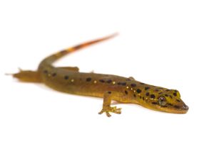 Pseudogekko smaragdinus