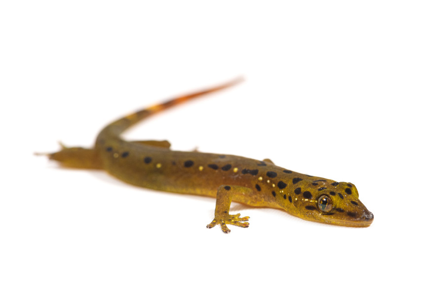 Pseudogekko smaragdinus