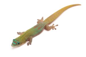 Phelsuma l. laticauda, blue line