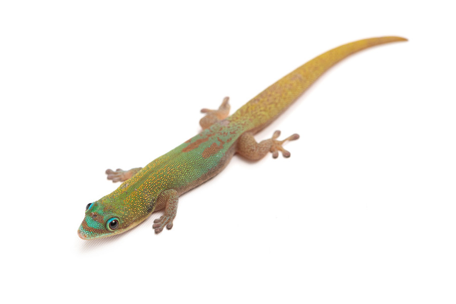 Phelsuma l. laticauda, blue line