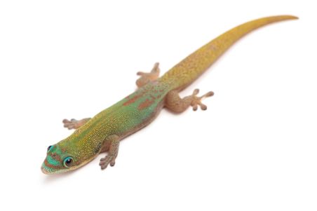 Phelsuma l. laticauda, blue line