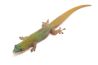 Phelsuma l. laticauda, blue line