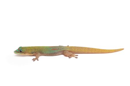 Phelsuma l. laticauda, blue line