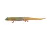 Phelsuma l. laticauda, blue line
