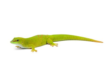 Phelsuma madagascariensis