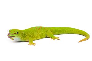 Phelsuma madagascariensis