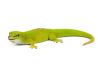 Phelsuma madagascariensis