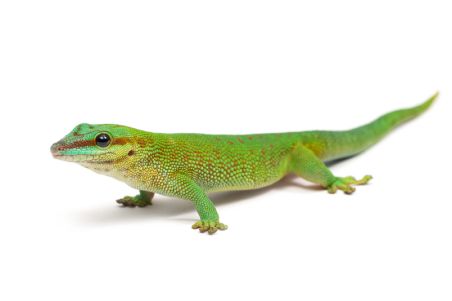 Phelsuma madagascariensis