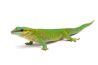 Phelsuma madagascariensis