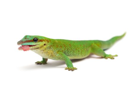 Phelsuma madagascariensis