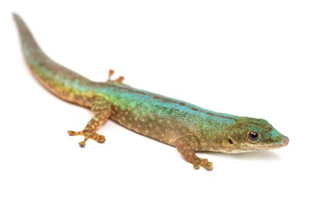 Phelsuma robermertensi Phelsuma robermertensi
