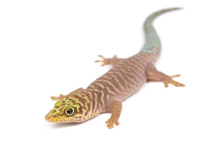 Phelsuma standingi
