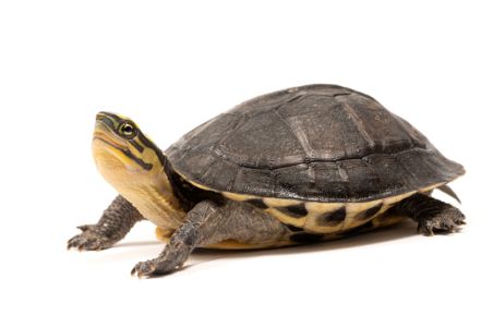 Cuora amboinensis Cuora amboinensis