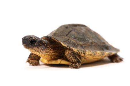 Rhinoclemmys areolata Rhinoclemmys areolata
