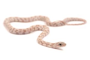 Pantherophis guttatus, hypo shatter