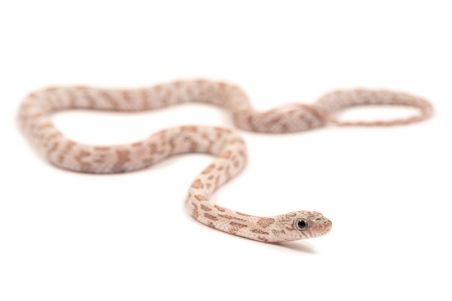 Pantherophis guttatus, hypo shatter
