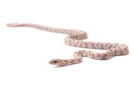 Pantherophis guttatus, hypo shatter
