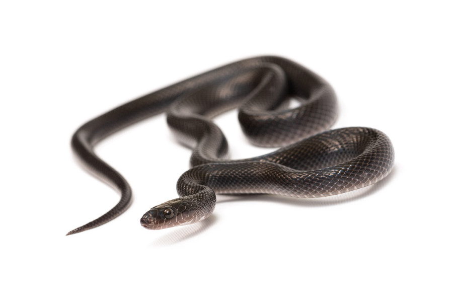 Boaedon (Lamprophis) fuliginosus, Black Boaedon (Lamprophis) fuliginosus, Black
