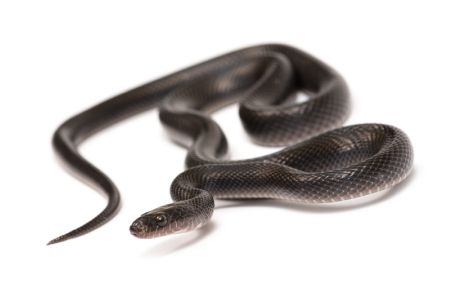 Boaedon (Lamprophis) fuliginosus, Black