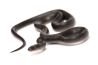 Boaedon (Lamprophis) fuliginosus, Black