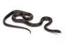 Boaedon (Lamprophis) fuliginosus, Black