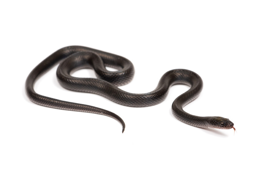 Boaedon (Lamprophis) fuliginosus, Black NC Boaedon (Lamprophis) fuliginosus, Black NC