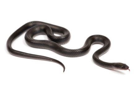 Boaedon (Lamprophis) fuliginosus, Black NC Boaedon (Lamprophis) fuliginosus, Black NC