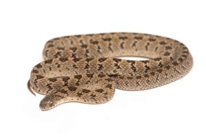 Dasypeltis parascabra 