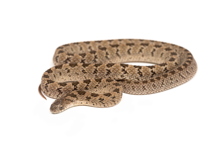 Dasypeltis parascabra Dasypeltis parascabra