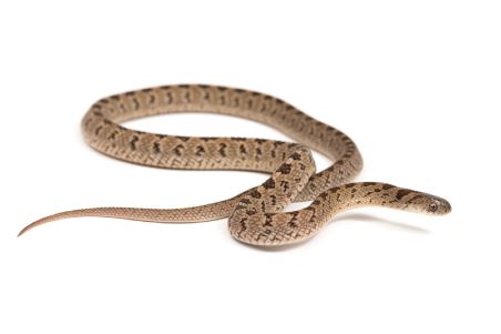 Dasypeltis parascabra 