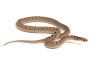 Dasypeltis parascabra 