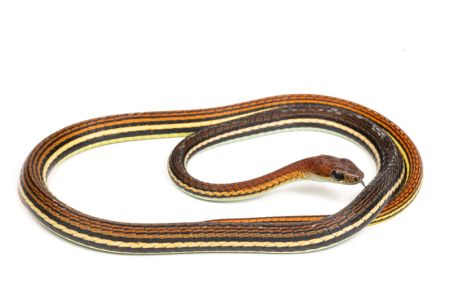 Dendrelaphis caudolineatus Dendrelaphis caudolineatus
