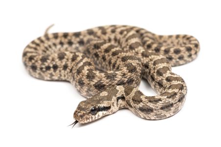 Elaphe quatuorlineata